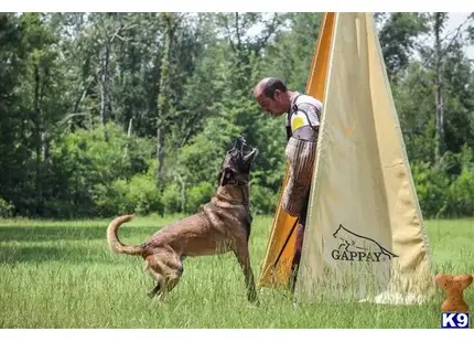 Belgian Malinois